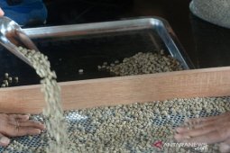 Dampak COVID-19 harga gabah Kopi Sipirok bertahan lemah