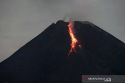 Gunung Merapi meluncurkan guguran  lava pijar sejauh 1 Km