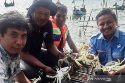 Perikanan rajungan Indonesia berkelanjutan dibantu OSF