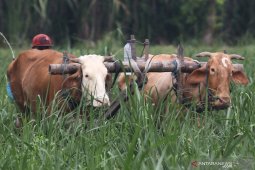 Bajak Sawah Tenaga Sapi