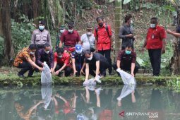 Badung tebar 20.000 benih ikan nila untuk dorong program Gemarikan