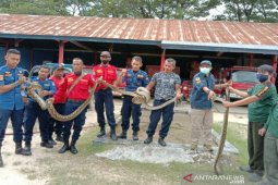 BKSDA  evakuasi tiga ular sanca  muncul dipemukiman warga