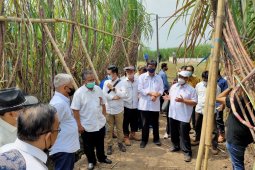 PTPN XI optimistis PG Djatiroto capai produksi gula 72 ribu ton pada 2021