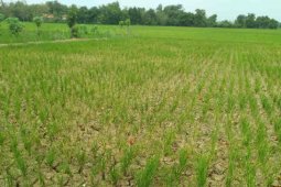 Pemkab Indramayu normalisasi irigasi untuk selamatkan tanaman padi petani