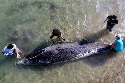 Paus mati terdampar di Pantai Mertasari