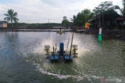 Pembudi daya udang Penajam kembangkan udang vaname
