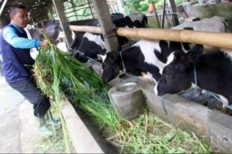 Pemkab Tulungagung tak batasi produksi susu sapi dari desa endemik antraks