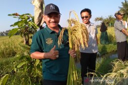 Petani Situbondo sambut baik pengembangan bibit padi BK-700