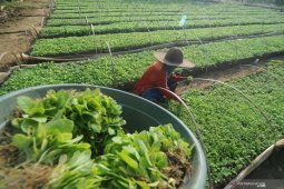 Harga Bibit Tembakau Madura