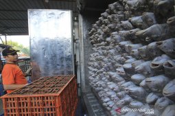 Hasil tangkapan nelayan melimpah
