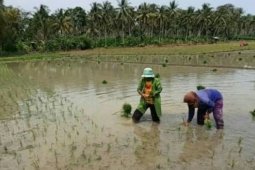 Masa tanam diundur akibat curah hujan