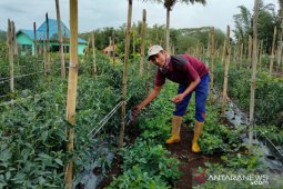 Dinas Pertanian Rejang Lebong dorong pemuda geluti dunia pertanian