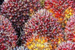 Harga buah sawit di Kabupaten Mesuji stabil