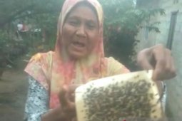 Serbuan lalat repotkan warga Galang Kota Batam
