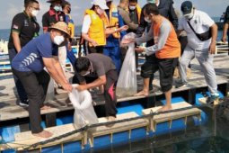 Jembrana targetkan jadi sentra ikan kerapu