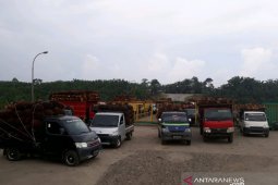 Pabrik tidak terima TBS sawit petani Mukomuko karena kelebihan pasokan