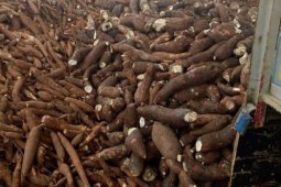 Harga singkong di Mesuji naik