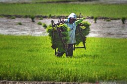 Nilai Tukar Petani naik 0,44 persen pada Mei 2021