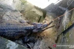 Memelihara buaya dilarang, bila maksa BKSDA pasti akan menyita