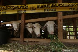 Ternak Diserang Hewan Buas