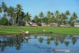 BPS: Nilai Tukar Petani Gorontalo naik 1,11 persen