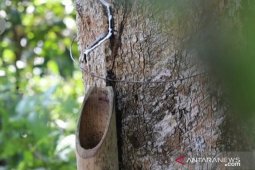 Pengembangan wilayah ekonomi hijau di "jantung Kalimantan" Kapuas Hulu