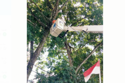 Tim PDKB PLN Pontianak pangkas pohon dekat jaringan listrik