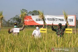 Gunakan varietas Suppadi, petani Lumajang hasilkan panen 10 ton/hektare