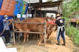 Lamongan kembangkan sapi "Belgian Blue" untuk penuhi kebutuhan daging nasional