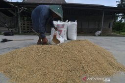 Hasil Panen Padi di Desa Meli Meningkat