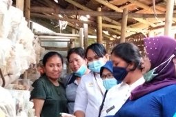 Polbangtan Medan edukasi kelompok tani jamur tiram pengendalian hama