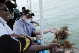 Gubernur Babel datangkan "offtaker" kembangkan rumput laut Pulau Nangka