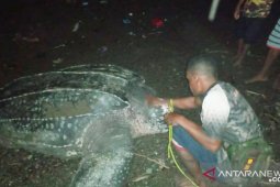 Lima  penyu raksasa mendarat bertelur di Raja Ampat