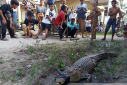 Warga Mestong temukan seekor buaya di sungai Penerokan