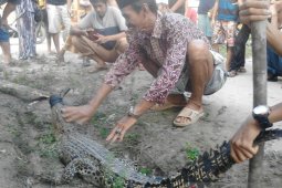 Warga Mestong Muarojambi tangkap seekor buaya berukuran 1,5 meter