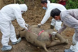 Seekor gajah sumatra mati di Aceh Timur