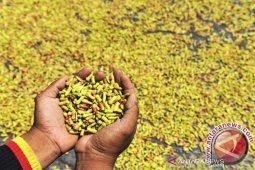 Harga cengkih tembus Rp100.000/kg