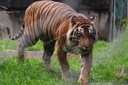 Seekor Harimau Sumatra masuki perkampungan di Siak