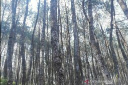 Gakkum Kemen-LHK tindaklanjuti perusakan hutan di Karawang