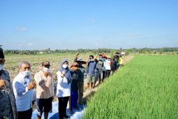 Banyuwangi luncurkan aplikasi Pas Kontan untuk layanani konsultasi daring petani
