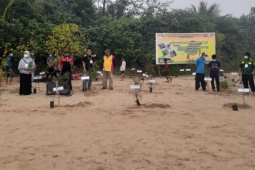 Bakti desa asrama Sambas gelar penanaman cemara dan pelepasan tukik