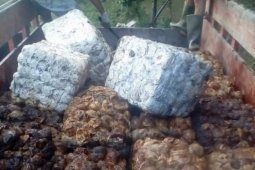 Harga karet di Mesuji naik