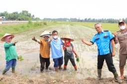 Wali Kota Binjai Amir Hamzah tanam padi