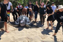 jaga penyu belimbing raksasa, ini yang dilakukan warga Minahasa