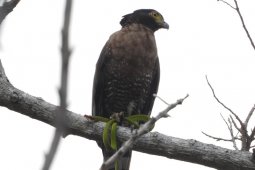 KOMIU temukan 27 spesies burung endemik Sulawesi di alam liar