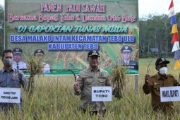 Optimistis iringi panen bersama padi sawah di Malako Intan Tebo