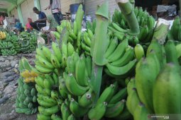 Permintaan Pisang Pamekasan Turun