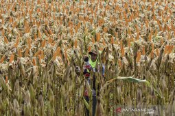 Target produksi jagung nasional