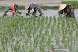 BPS catat upah nominal harian buruh tani  Oktober 2021 naik tipis