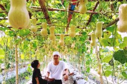 Pemuda Teluk Naga sukses budidaya melon premium dan labu madu